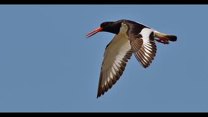 Eurasian Oystercatcher