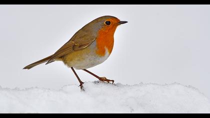 European Robin