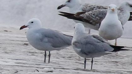 Audouin`s Gull