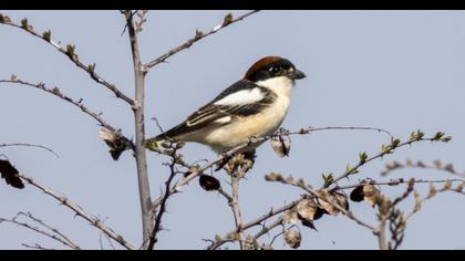 Woodchat Shrike