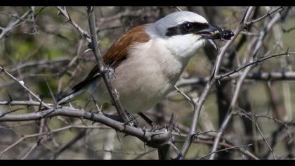 Red-backed Shrike