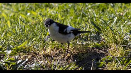 Semicollared Flycatcher