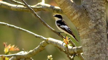 Semicollared Flycatcher