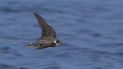 Sand Martin