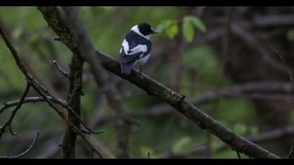 Collared Flycatcher