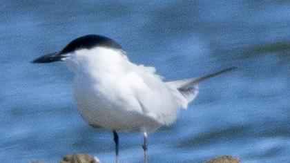 Gull-billed Tern