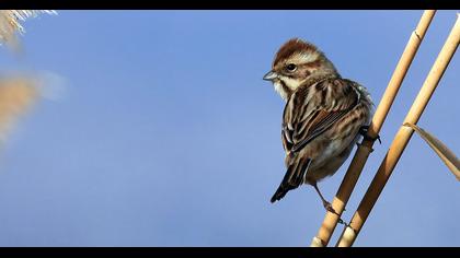 Common Reed Bunting