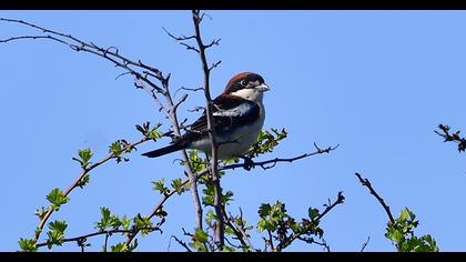 Woodchat Shrike