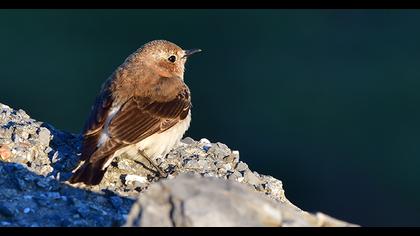 Black-eared Wheatear