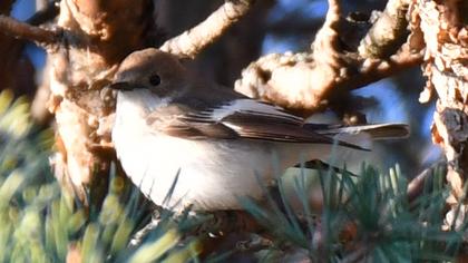 Semicollared Flycatcher