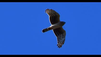 Hen Harrier