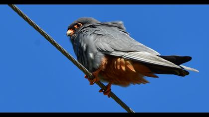 Red-footed Falcon