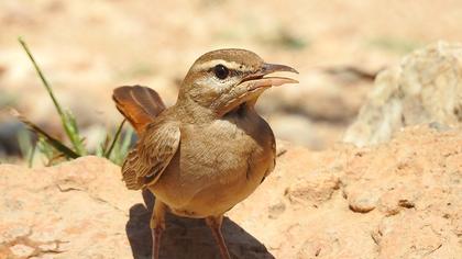 Rufous-tailed Scrub Robin