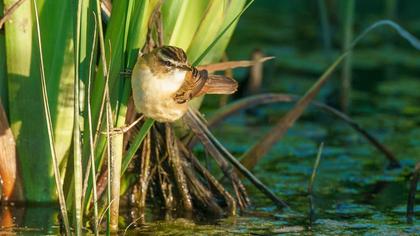 Sedge Warbler