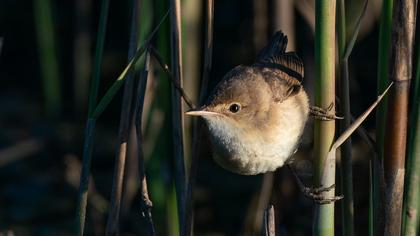 Eurasian Reed Warbler