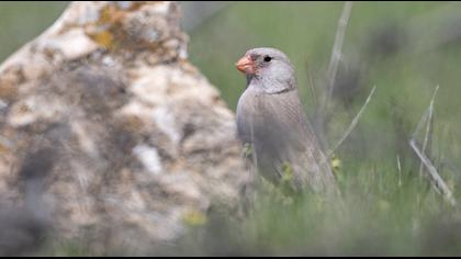 Trumpeter Finch