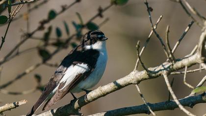 European Pied Flycatcher