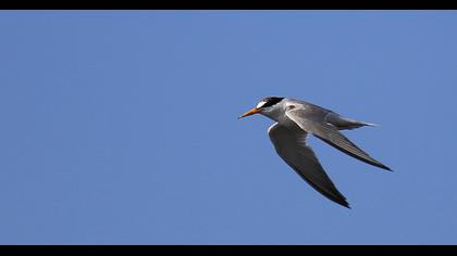 Little Tern