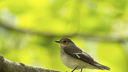 Collared Flycatcher
