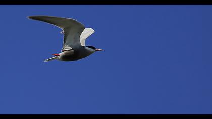 Whiskered Tern