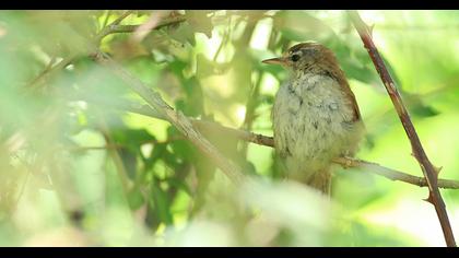 Cetti`s Warbler