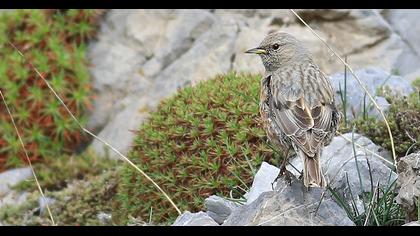 Alpine Accentor