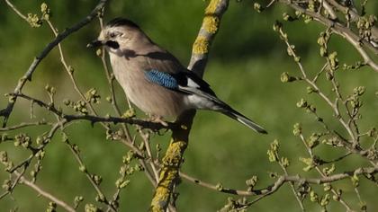 Eurasian Jay