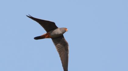 Red-footed Falcon