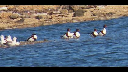 Common Shelduck