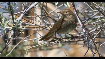 Thrush Nightingale