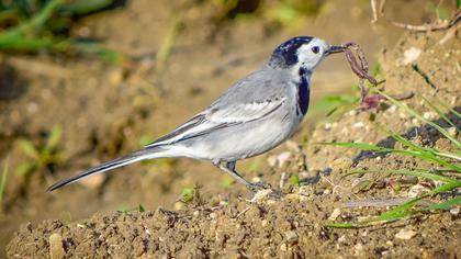White Wagtail
