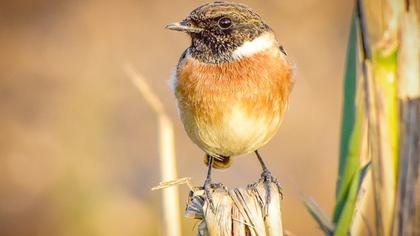 European Stonechat