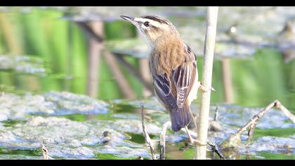 Sedge Warbler