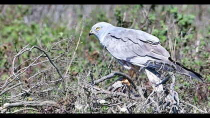 Montagu`s Harrier