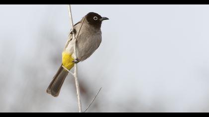 White-spectacled Bulbul
