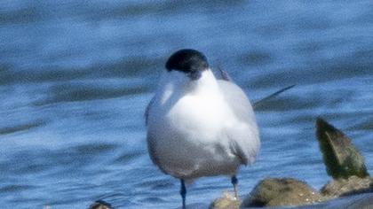 Gull-billed Tern