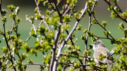 Common Whitethroat