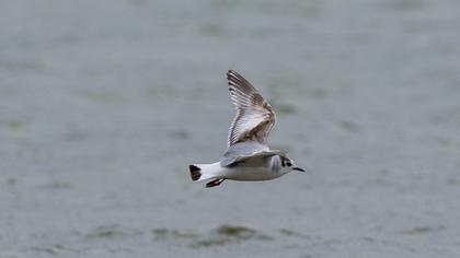 Little Gull