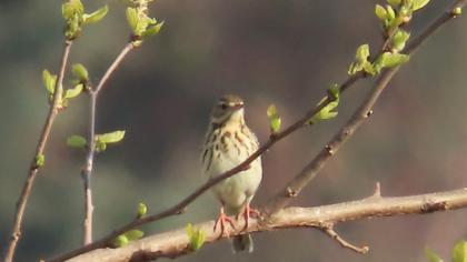 Tree Pipit