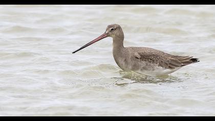 Black-tailed Godwit