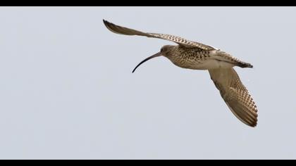 Eurasian Curlew