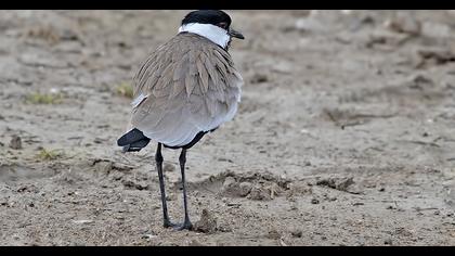 Spur-winged Lapwing