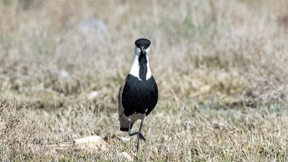 Spur-winged Lapwing