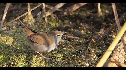 Cetti`s Warbler