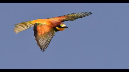 European Bee-eater