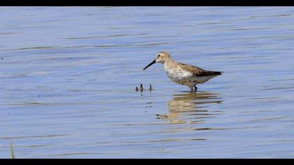 Dunlin