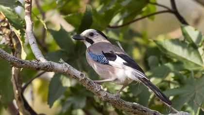 Eurasian Jay