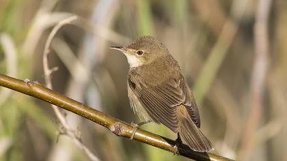 Eurasian Reed Warbler