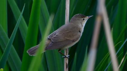 Eurasian Reed Warbler