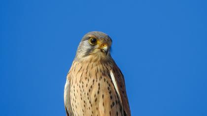 Common Kestrel